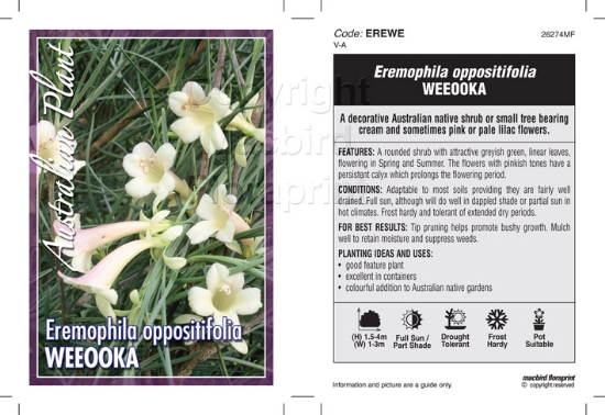 Picture of EREMOPHILA OPPOSITIFOLIA WEEOOKA                                                                                                                      