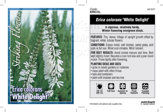 Picture of ERICA COLORANS WHITE DELIGHT                                                                                                                          