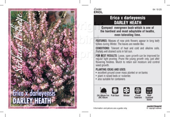Picture of ERICA DARLEYENSIS                                                                                                                                     