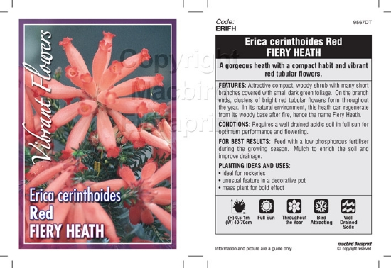 Picture of ERICA CERINTHOIDES RED FIERY HEATH                                                                                                                    