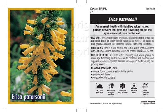 Picture of ERICA PATERSONII                                                                                                                                      