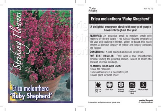 Picture of ERICA MELANTHERA RUBY SHEPHERD                                                                                                                        
