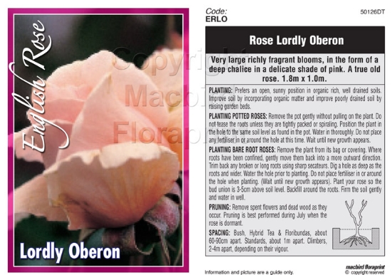 Picture of ROSE LORDLY OBERON (English)                                                                                                                          