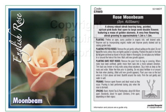 Picture of ROSE MOONBEAM (English)                                                                                                                               