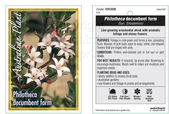 Picture of PHILOTHECA DECUMBENT FORM WAX FLOWER                                                                                                                  