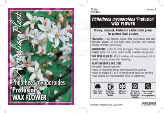 Picture of PHILOTHECA MYOPOROIDES PROFUSION WAX FLOWER                                                                                                           