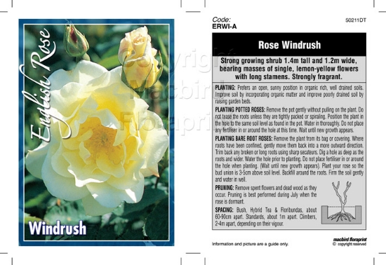Picture of ROSE WINDRUSH (English)                                                                                                                               