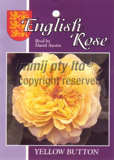 Picture of ROSE YELLOW BUTTON (English)                                                                                                                          