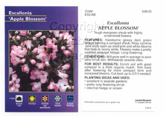 Picture of ESCALLONIA APPLE BLOSSOM                                                                                                                              