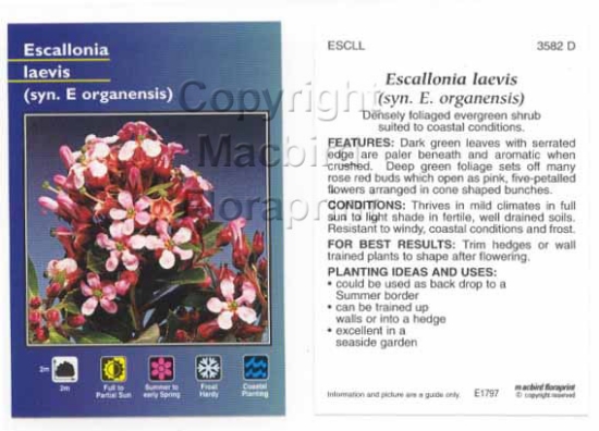 Picture of ESCALLONIA LAEVIS SYN E ORGANENSIS                                                                                                                    