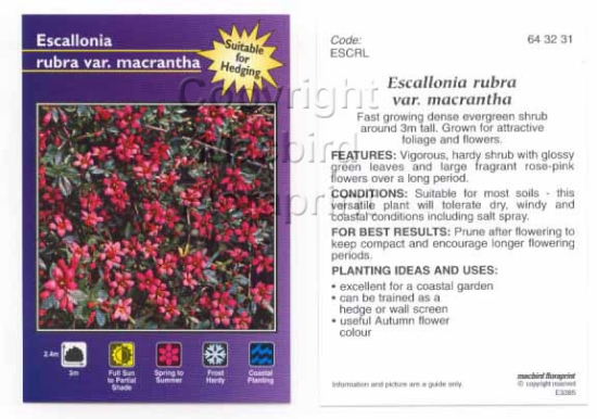 Picture of ESCALLONIA RUBRA VAR MACRANTHA                                                                                                                        