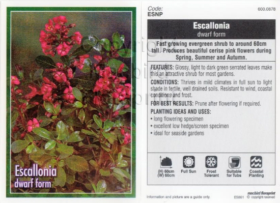 Picture of ESCALLONIA DWARF FORM                                                                                                                                 