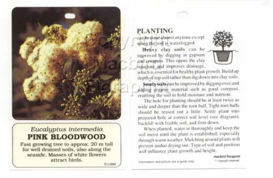 Picture of EUCALYPTUS INTERMEDIA PINK BLOODWOOD                                                                                                                  