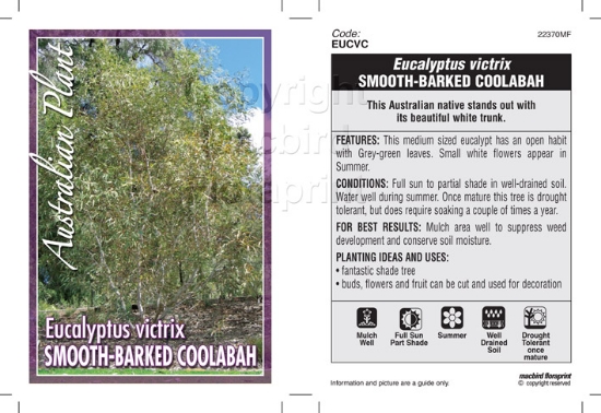 Picture of EUCALYPTUS VICTRIX SMOOTH BARKED COOLABAH                                                                                                             