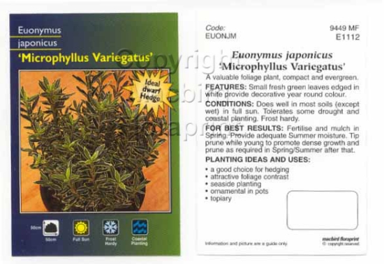 Picture of EUONYMUS JAPONICUS MICROPHYLLUS VARIEGATUS                                                                                                            