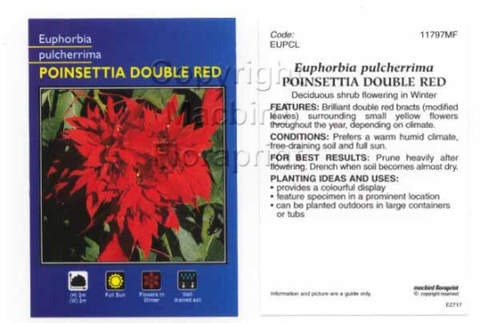 Picture of HOUSEPLANT EUPHORBIA PULCHERRIMA DOUBLE RED                                                                                                           
