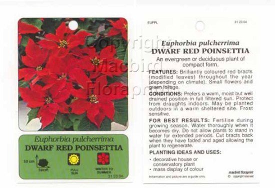 Picture of HOUSEPLANT EUPHORBIA PULCHERRIMA DWARF RED POINSETTIA                                                                                                 