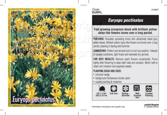Picture of EURYOPS PECTINATUS                                                                                                                                    