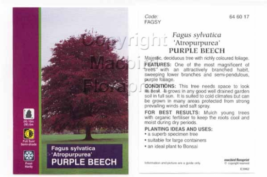 Picture of FAGUS SYLVATICA ATROPURPUREA PURPLE BEECH                                                                                                             