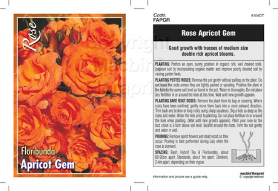 Picture of ROSE APRICOT GEM (FL)                                                                                                                                 