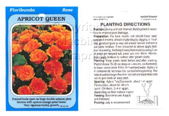Picture of ROSE APRICOT QUEEN (FL)                                                                                                                               