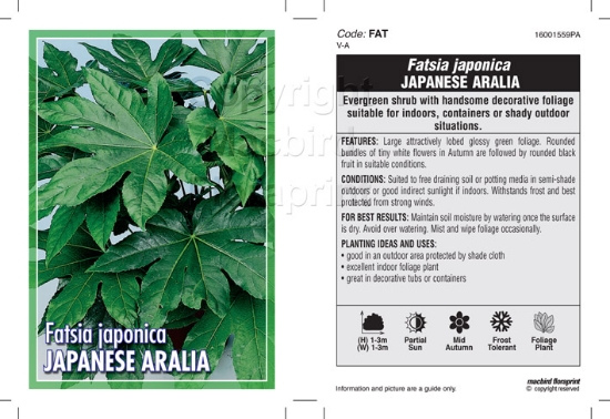 Picture of HOUSEPLANT FATSIA JAPONICA JAPANESE ARALIA                                                                                                            