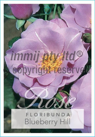 Picture of ROSE BLUEBERRY HILL (FL)                                                                                                                              