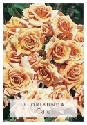 Picture of ROSE CAFE (FL)                                                                                                                                        