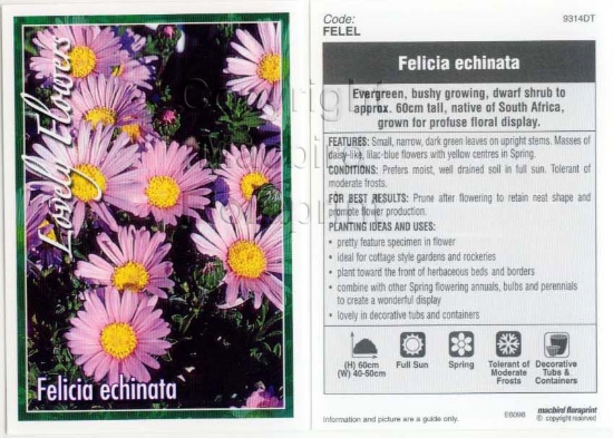 Picture of FELICIA ECHINATA                                                                                                                                      