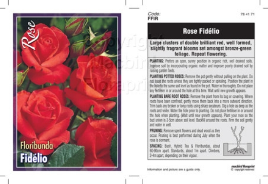 Picture of ROSE FIDELIO (FL)                                                                                                                                     