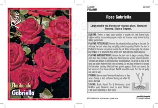 Picture of ROSE GABRIELLA (FL)                                                                                                                                   