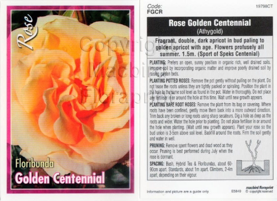 Picture of ROSE GOLDEN CENTENNIAL (FL)                                                                                                                           