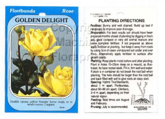 Picture of ROSE GOLDEN DELIGHT (FL)                                                                                                                              