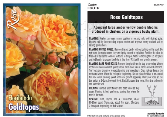 Picture of ROSE GOLDTOPAS (FL)                                                                                                                                   