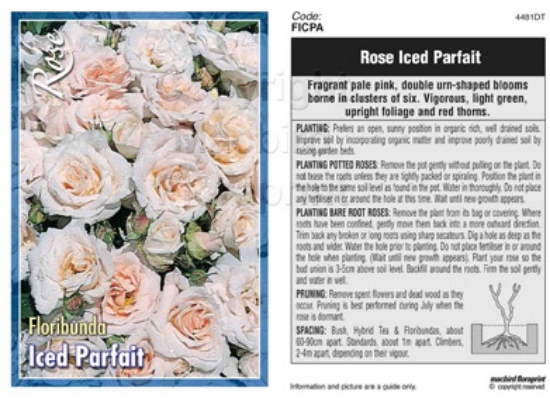 Picture of ROSE ICED PARFAIT (FL)                                                                                                                                