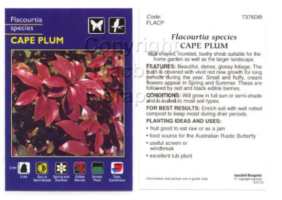 Picture of FLACOURTIA SPECIES                                                                                                                                    