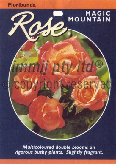 Picture of ROSE MAGIC MOUNTAIN (FL)                                                                                                                              