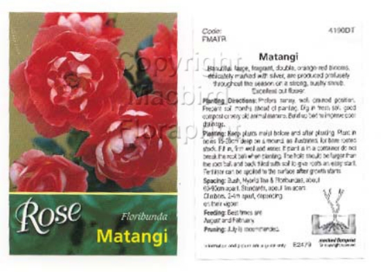 Picture of ROSE MATANGI (FL)                                                                                                                                     