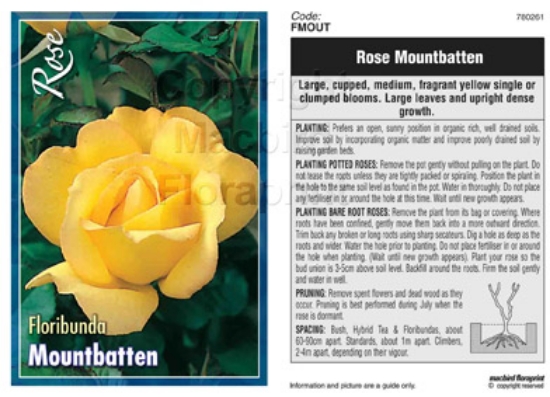 Picture of ROSE MOUNTBATTEN (FL)                                                                                                                                 