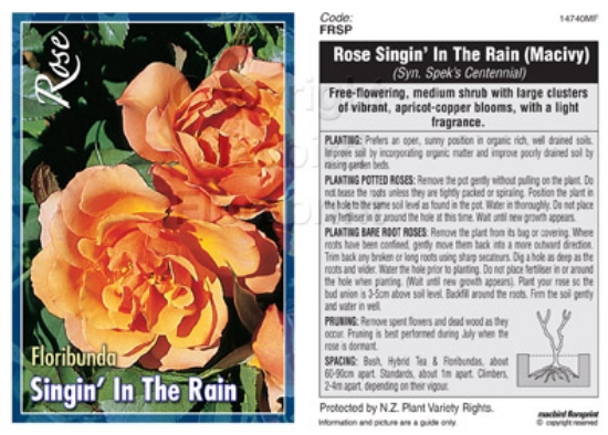 Picture of ROSE SINGIN&#39; IN THE RAIN (FL) SYN. SPEKS CENTENNIAL                                                                                               