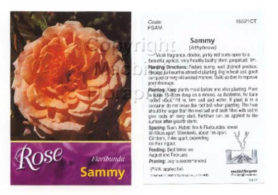 Picture of ROSE SAMMY (FL)                                                                                                                                       