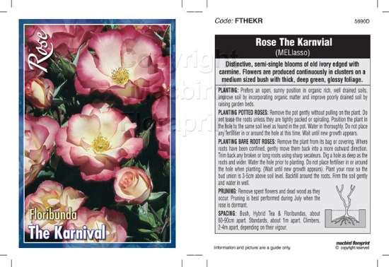 Picture of ROSE THE KARNIVAL (FL)                                                                                                                                