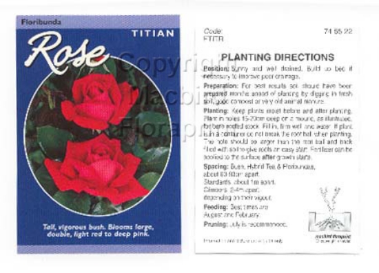 Picture of ROSE TITIAN (FL)                                                                                                                                      
