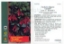 Picture of HOUSEPLANT FUCHSIA FULGENS CORALLE (SYN F. KORALLE)                                                                                                   