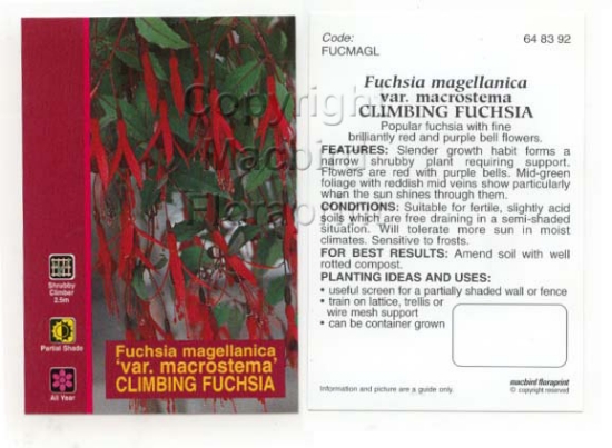 Picture of HOUSEPLANT FUCHSIA MAGELLANICA VAR MACROSTEMA                                                                                                         