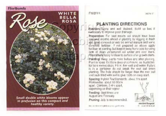 Picture of ROSE WHITE BELLA ROSA (FL)                                                                                                                            