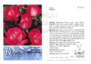 Picture of ROSE BICOLOUR WHITE PINK (UNNAMED VARIETY) (FL)                                                                                                       