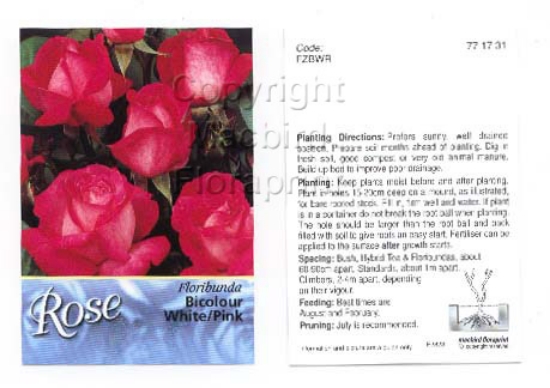 Picture of ROSE BICOLOUR WHITE PINK (UNNAMED VARIETY) (FL)                                                                                                       
