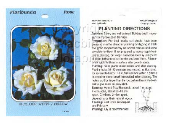 Picture of ROSE BICOLOUR WHITE YELLOW (UNNAMED VARIETY) (FL)                                                                                                     