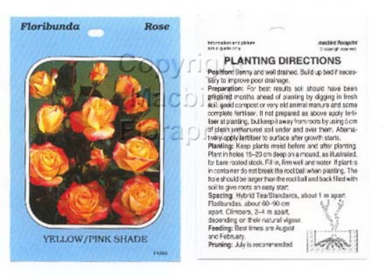 Picture of ROSE BICOLOUR YELLOW PINK (UNNAMED VARIETY) (FL)                                                                                                      